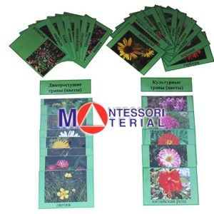 Дикорастущие и культурные травы (цветы) (карточки ламинированные)